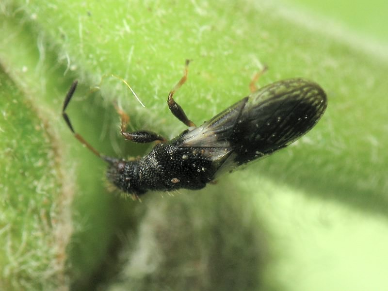 Microplax albofasciata (A. Costa, 1847)